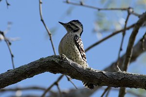 Woodpecker, Ladder-backed, 2013-01063442 Estero Llano Grande State Park, TX